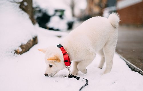 خطرات فصل زمستان برای سگ ها